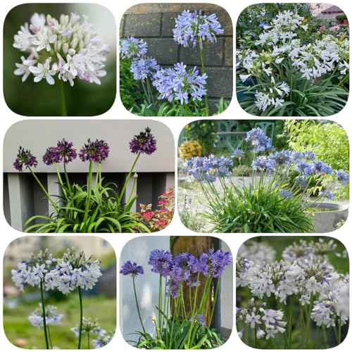 300 Pc Semillas De Plantas Resistentes Agapanthus - Semillas De Flores Perennes Resistentes, Plantas De Balcón Resistentes. (Agapanthus Africano) Balcón De Flores, Regalos De Jardín