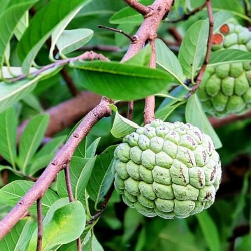 Annona Squamosa Sugar Apple Plant Live, 7-10 Inch Tall, Sugar Apple Fruit Tree Live Plant, in 3 Inc Pot