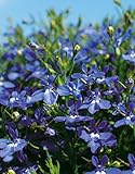 ScoutSeed COMPRE 3 OBTENGA 2 Semillas de Lobelia GRATUITAS, Alfombra azul 100 piezas para bricolaje Home Garden Bonsai