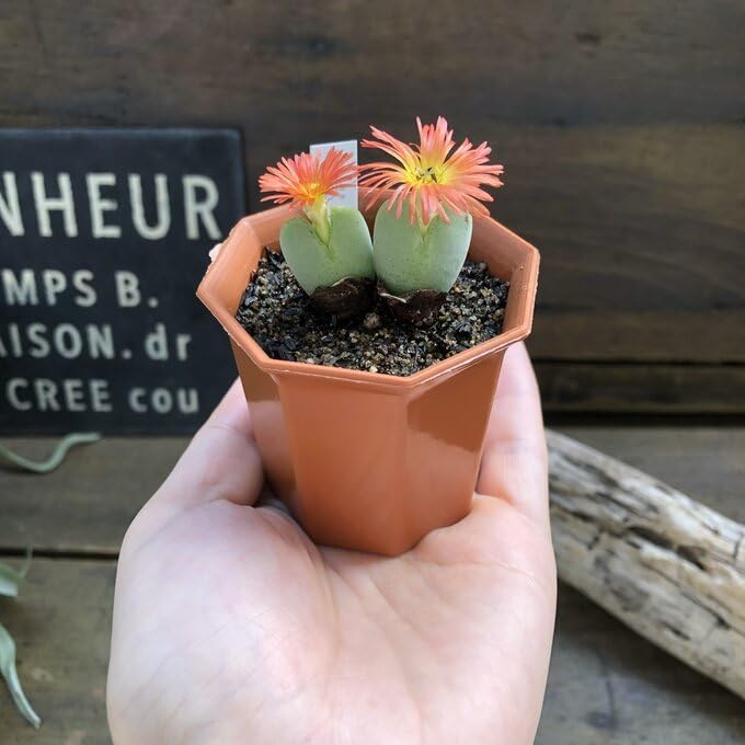 多肉植物 コノフィツム 桃割娘 交配種｜XX298 特選 コノフィツム 多肉