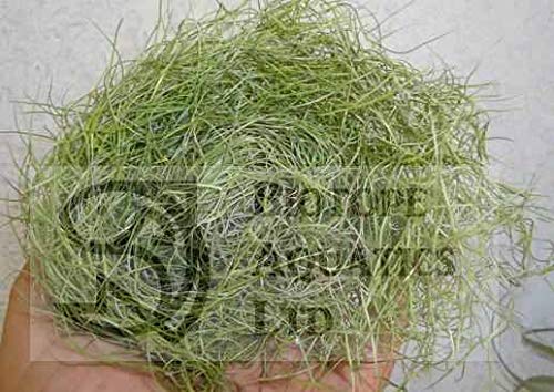 Biotope Aquatics Ltd - Tillandsia Green USNEOIDES - Long and Bushy - Spanish Moss Live Airplant for House Vivarium Decoration Plant, Wedding Gift, Crafting (Large Usneoides with Fertiliser)