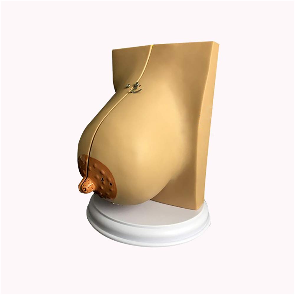 Sjdopulse Women's B Reast Anatomical Model - Human Organ Anatomy Model - Reast Model - Medical Anatomical Pathological Reast Cross-Section Anatomical Model - Study Teaching Medical Model (B)