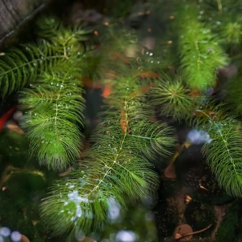 12x Hornwort-Ceratophyllum Demersum-Tropical Water Live Aquarium Plants