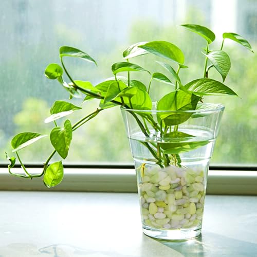 Image of Pulovin 5 lbs Jade Pebbles for Indoor Plants, Decorative Pebbles for Bamboo, Vase, 3 /8 inch Plant Gravel for Pots Indoor, Highly Polished Small River Rocks