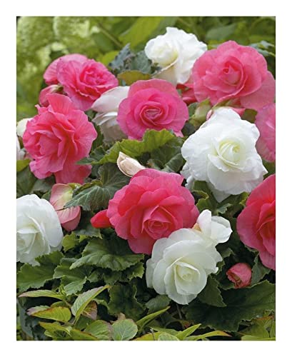 Radha Krishna Agriculture® Double Mix colour Rare Begonia, Beautiful Flowering Bulb, Tuberous flower bulbs for home gardening Pack of 2 flower Bulbs (B09P614NM4) Amazon Price History, Amazon Price Tracker