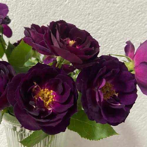 Semillas de rosal, Rosa chinensis, decoración de jardín para exterior Las rosas trepadoras compran semillas, semillas de flores y plantas Plantas resistentes para el jardín. semillas 150pcs