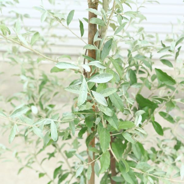 Amazon.co.jp: 庭木・植木：ロシアンオリーブ（細葉グミ）ヤナギバグミ