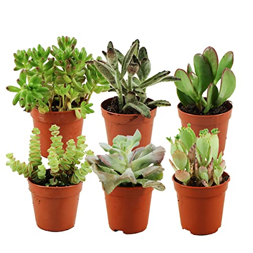 ZynesFlora Succulentes Naturelles en pot de fleurs Ø 5.5 cm - Lot de 6 - Hauteur: 5-10 cm - Mélange de Succulentes Petite Variétés Diverses Plantes Grasses...