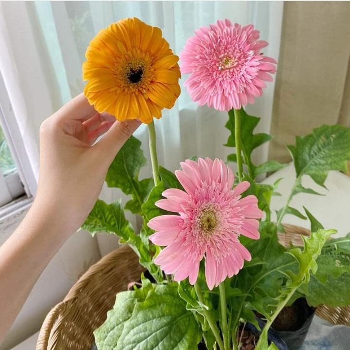 See full amazon price history chart for Ritz Farming® Gerbera imported Pink & yellow flower seeds for home and gardening Pack of 20-40 seeds Ritz Farming® Gerbera imported Pink & yellow flower seeds for home and gardening Pack of 20-40 seeds (B0BT8GSDKH) Amazon Price History, Amazon Price Tracker