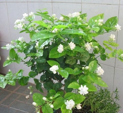 100pcs White Climbing Jasmine Flower Seeds