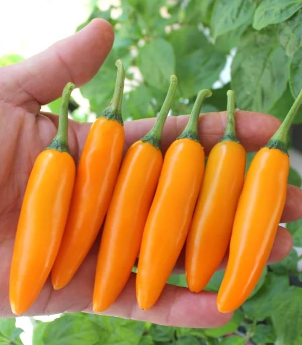 YELLOW Yellow Hot Chilli Seeds, Organic Garden Growing, Pepper Plant Seeds (75 SEEDS)-image-7