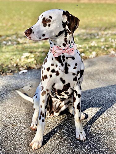 Elegant little tail Hundehalsband, Komfortables Hundehalsband mit Schleife, Rosa Blumenmädchenhalsband Verstellbare Hundehalsbänder für kleine, mittlere und große Hunde