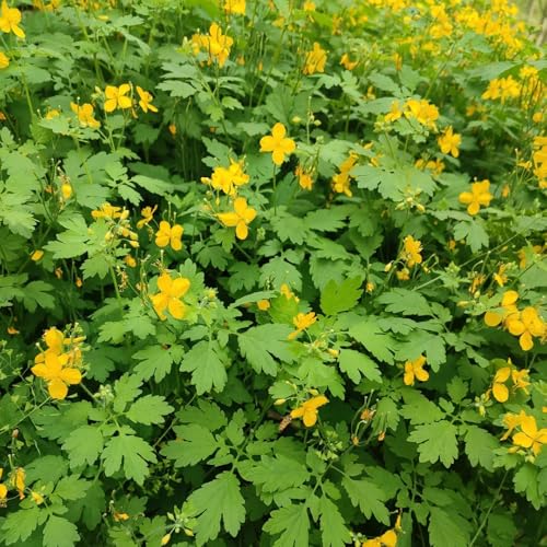 Semillas de celidonia - Chelidonium majus- semillas de Balcón con lecho de semillas de jardín 400pcs