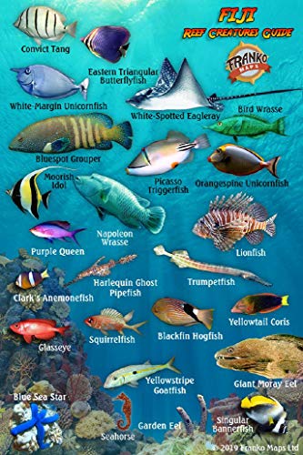 Fiji Reef Creatures Guide Franko Maps Laminated Fish Card 4