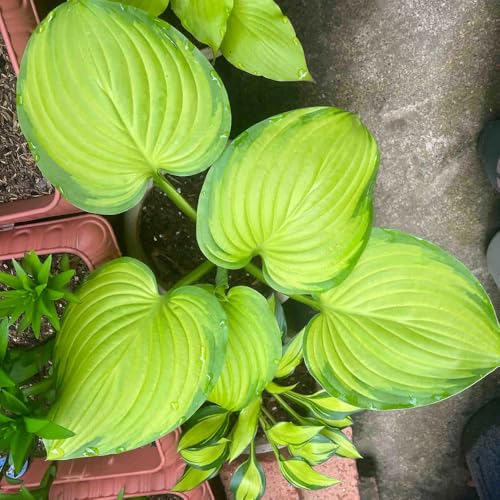 Semillas de Hosta, de balcon Hosta plantaginea, para exterior resistentes al invierno semillas de comprar hostas 100pcs