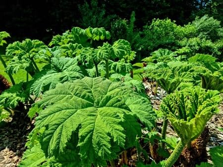 Graines de plantes Gunnera 10pcs vert