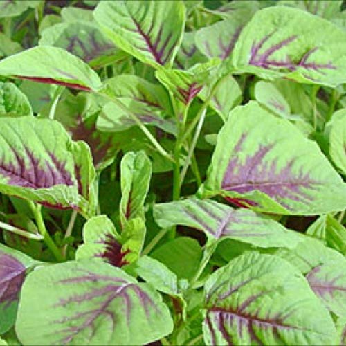 Creative Farmer Vegetable Seeds Sirukeerai Seeds - Amaranthus(Green) Seeds Kerala Herbal Plant For Small Area Kitchen Garden Home Garden Seeds (B07N48L9L9) Amazon Price History, Amazon Price Tracker