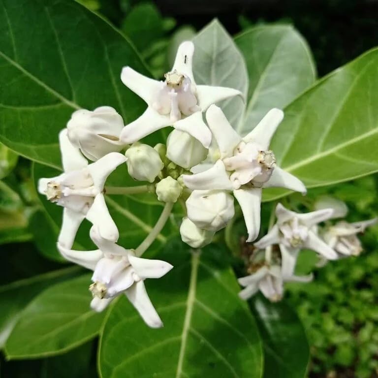 Image of Safed Aak Plant (Calotropis Gigantea) Live Plant | Ornamental Flowering Shrub for Home Garden | Outdoor Medicinal Plant | White Aak Madar Plant for Terrace, Lawn & Landscape Gardening
