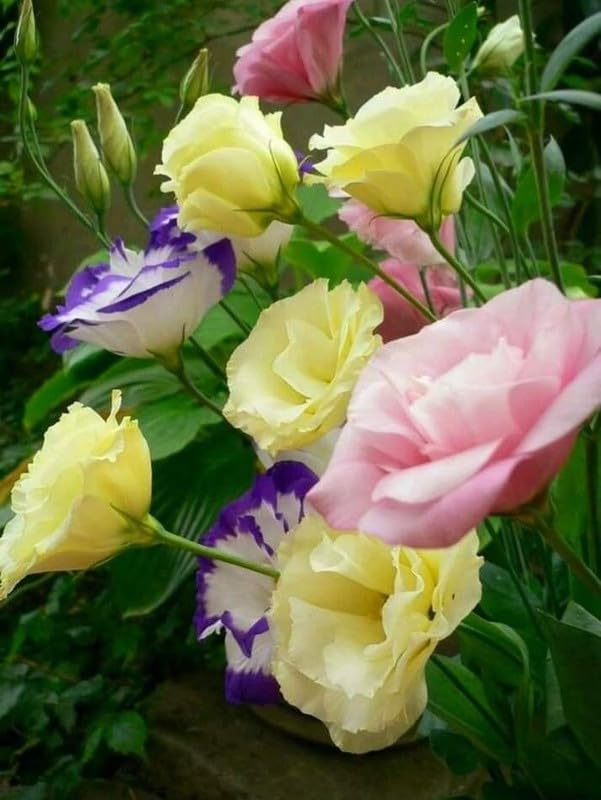 Gebdinsh Garden® Imported Lisianthus Mix Color Flower Seeds For Gardening | Pack Of 50 to 60 Seeds