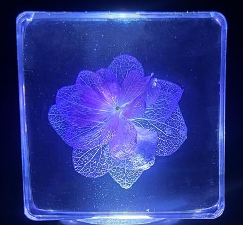 Image of 38mm Real inchNikko Blue inch Hortensia Flower in Crystal Clear Lucite Resin Specimen Sky Blue Hydrangeas Botanist Herb Herbarium Collection for Botany Science Education & Desk Ornament Display Paperweight