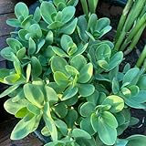 sedum balcone giardino resistenti, giardino tetti verdi sostenibili di selvatiche 300semi