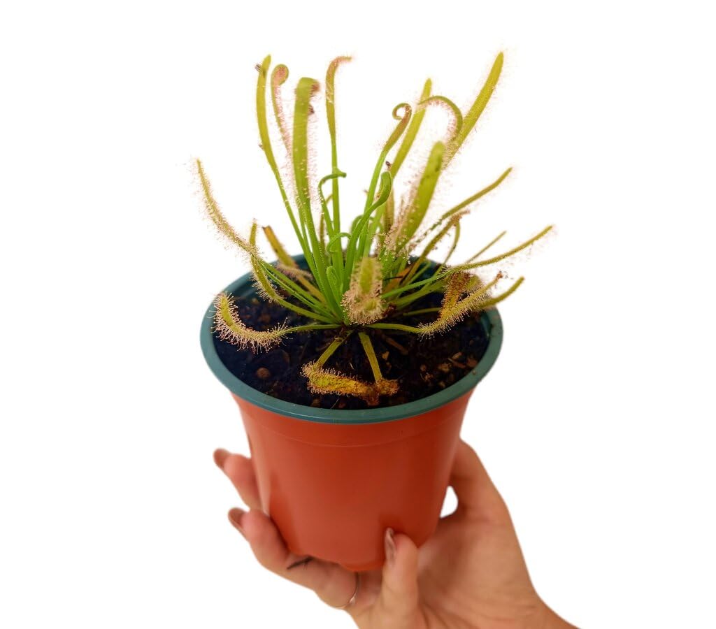 Garden Center Shop | Drosera capensis alba M12 | Planta Carnívora ‘Rocío del Sol’ | Fácil de Cultivar en Interior | INCLUYE GUIA DE CUIDADOS