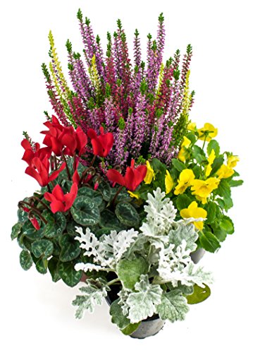 Herbst Blumenset Nr.4 Calluna vulgaris Trios Milka, Alpenveilchen, Viola Stiefmütterchen & Silberblatt