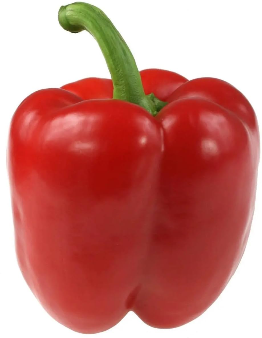 Willvine BIG RED Bell PEPPER Sweet Capsicum-KGF-1A-picture-20