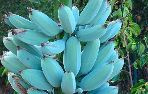Gurveplantationi® - Banana (Kela) Fruit Plant Live Healthy Musa Natural Plant with Black Plastic Pot. (Blue) (B09X6R99XC) Amazon Price History, Amazon Price Tracker
