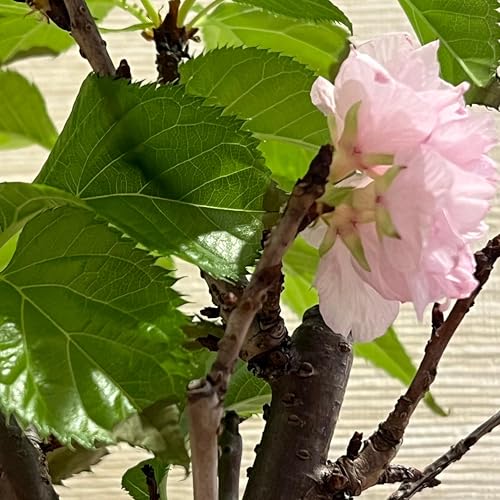 『Zen Bonsai Vibes – Cerita Bonsai serta Wisata Jepang』のカバーアート