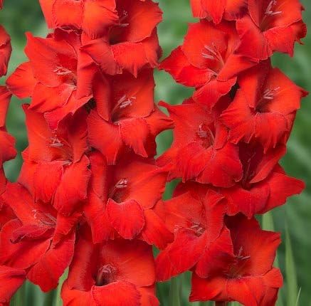 USA Made and Shipped from, Large Bulbs,"Manhattan" Red Flowering Gladioli (20) Beautiful Flowering Perennials, Sword Lily, Gladiolus Bulbs