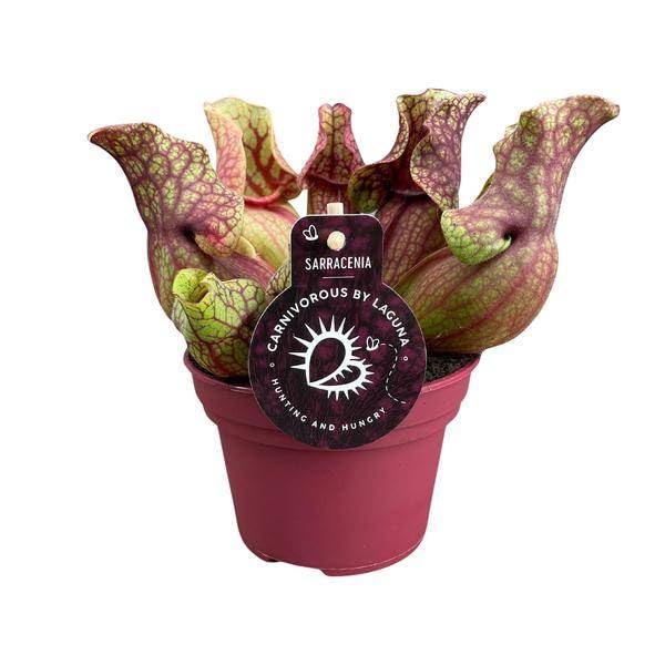 Schlauchpflanze Sarracenia Venosa – Kannenpflanze – Zimmerpflanze – Ø12cm – ca. 20cm – Pflegeleicht & Exotisch