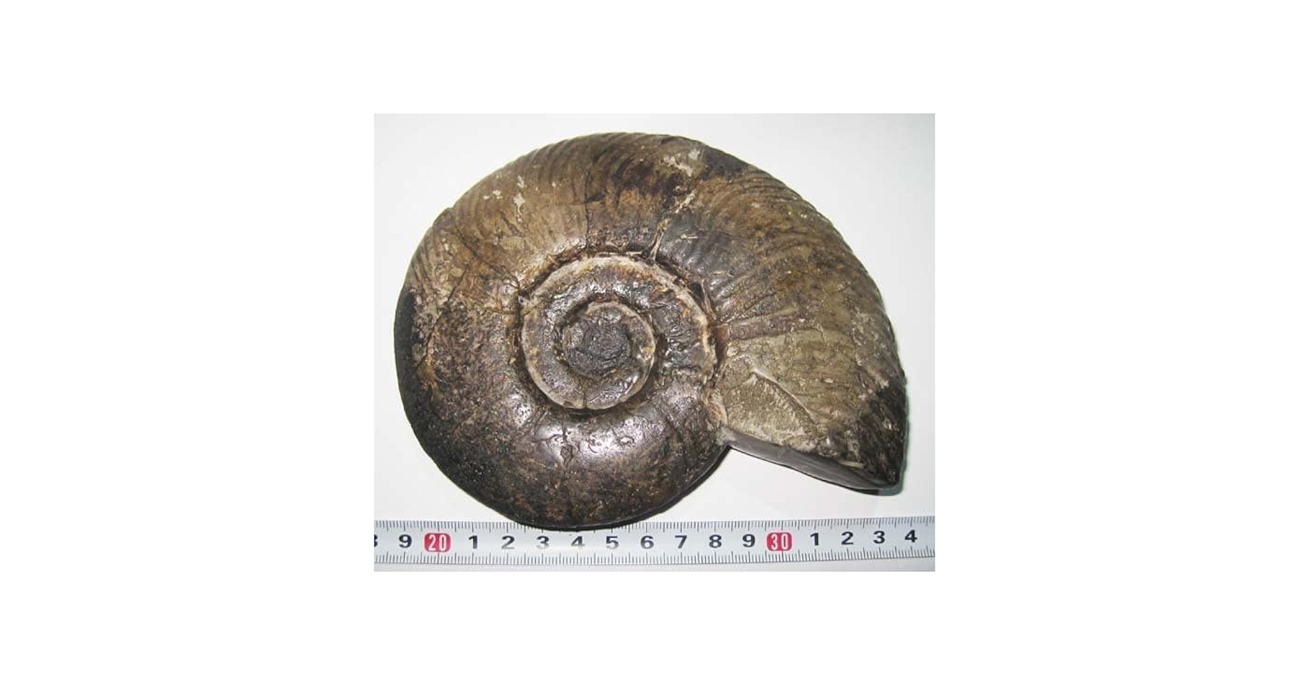 化石　プゾシア 1200px-Desmoceratidae_-