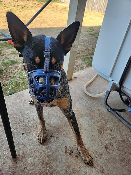 Image of Mayerzon Dog Muzzle, Breathable Basket Muzzles for Small, Medium, Large and X-Large Aggressive Dogs Beagle German Shepherd Doberman, Cage Mouth Guard Stop Biting Chewing for Grooming Training