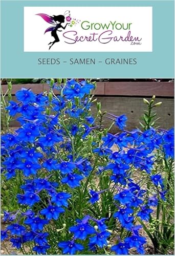 Delphinium grandiflorum - Pied d'Alouette, vivace