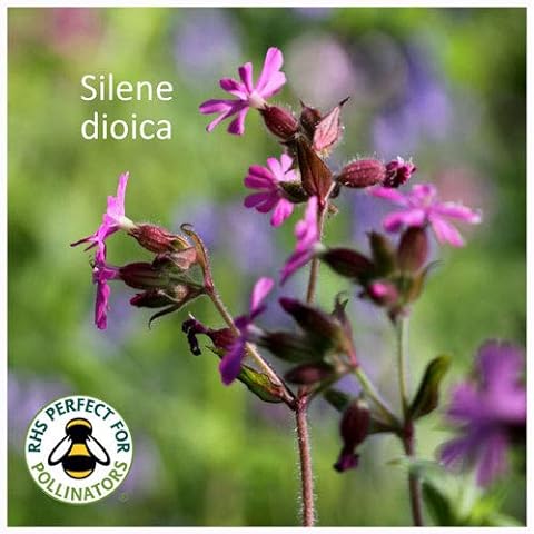 Silene dioica Seeds. British Wildflower Red Campion Seeds Cover