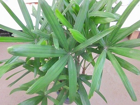 Amazon｜カンノンチク 8号 観音竹｜観葉植物 オンライン通販