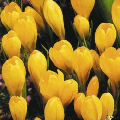 Krokusse Golden Yellow - 25 Blumenzwiebeln, Gelb, Verwildernd & Bienenfreundlich