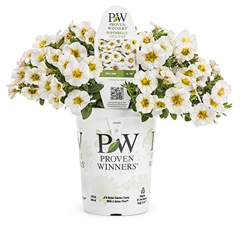 Superbells Frostfire (Calibrachoa) Live Plant, White and Yellow Flowers, 4.25 in. Grande