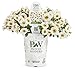 Superbells Frostfire (Calibrachoa) Live Plant, White and Yellow Flowers, 4.25 in. Grande
