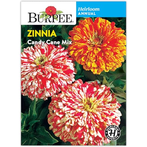 Burpee 'Candy Cane Mix' Zinnia Flower Seeds - 800mg Non-GMO Seed Packet for Home Gardening - Heirloom, Container Friendly, Cut Flower Seeds, Double Flowered, Annual Vibrant Mix