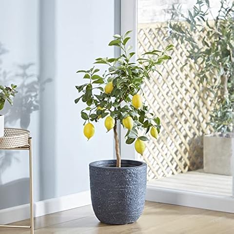 Lemon Eureka Tree in 9cm Pot Cover