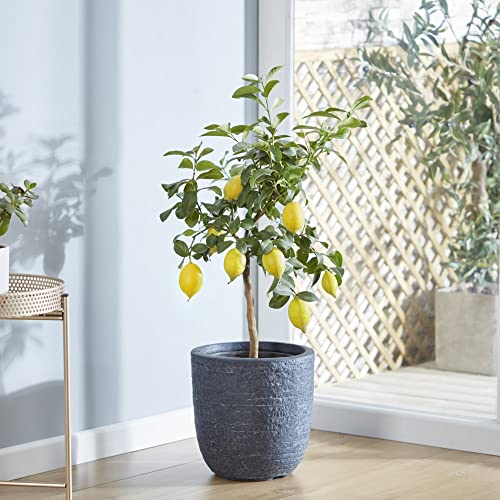 Lemon (Citrus) Eureka Tree 9cm Pot x 1