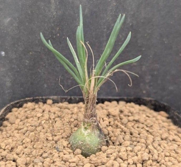 多肉植物シリーズ アルブカ ユンシフォリアinわけけのお店