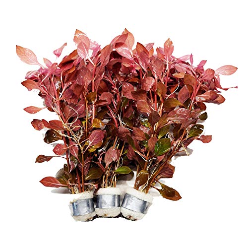 Greenpro 3 Bundles Dark Red Ludwigia Repens Live Aquarium Plants Package Freshwater Fish Tank #TOP2