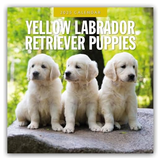 Yellow Labrador Retriever Puppies - Gelbe Labrador Retriever Welpen 2025 - 16-Monatskalender: Original Red Robin Publishing Ltd-Kalender [Mehrsprachig] [Kalender]