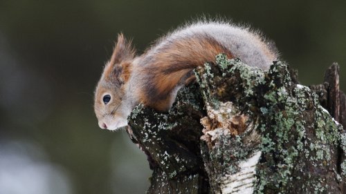 Wunder des Waldes - Tales of a Forest (Prädikat
