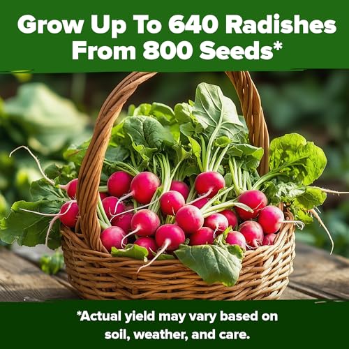 Image of HOME GROWN Cherry Belle Radish Seeds 800+ Heirloom Non-GMO Seeds for Planting, High Germination, Fast Growing Red Radish, Harvest in 30 Days, Crisp & Mild Root Vegetable,Spring Fall (Raphanus sativus)