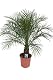 Dattelpalme Phoenix Roebelenii ca. 110 cm Höhe, Pflegeleichte Zimmer- und Gartenpflanze