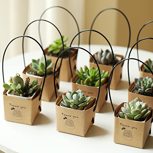 Review de Comprar suculentas los 10 mejores. 19 Imagen adicional
